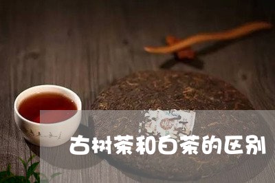 古树茶和白茶的区别/2023071523136