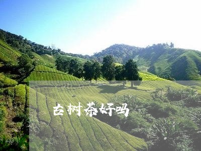 古树茶好吗/2023041851252