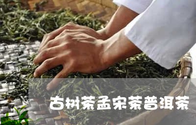 古树茶孟宋茶普洱茶/2023112690703