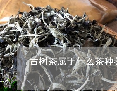 古树茶属于什么茶种莽枝古树茶价格/2023060405846