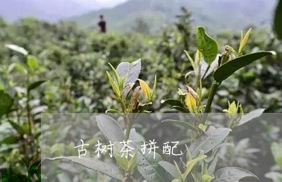 古树茶拼配/2023041820164