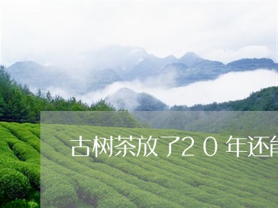 古树茶放了20年还能喝吗/2023051274940