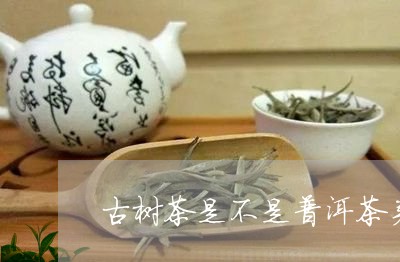 古树茶是不是普洱茶类型/2023120723706