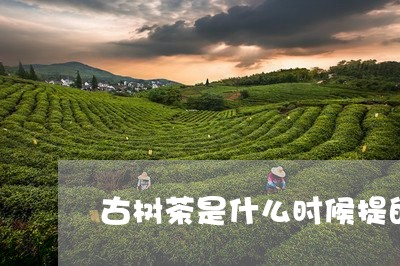 古树茶是什么时候提的/2023092112936