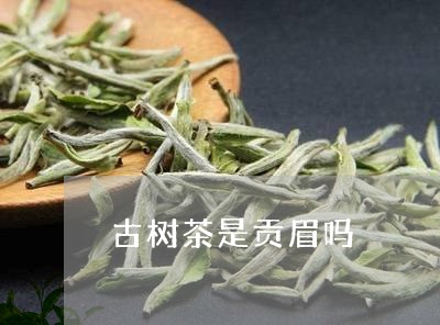 古树茶是贡眉吗/2023112584815