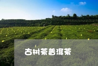 古树茶普洱茶/2023042963154