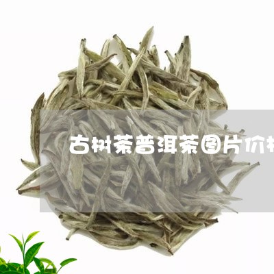 古树茶普洱茶图片价格/2023063080473