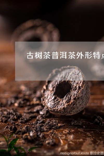 古树茶普洱茶外形特点/2023080386361