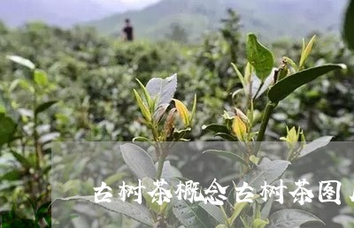 古树茶概念古树茶图片/2023092173815