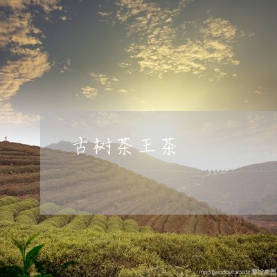 古树茶王茶/2023041740323