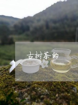 古树茶的/2023090134915