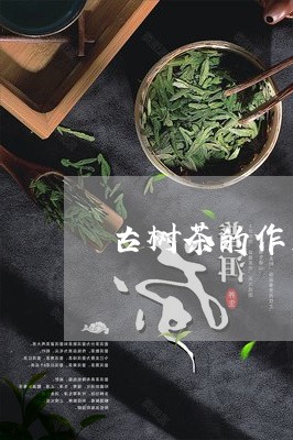 古树茶的作用女人喝普洱茶/2023051119573