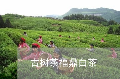 古树茶福鼎白茶/2023112527681