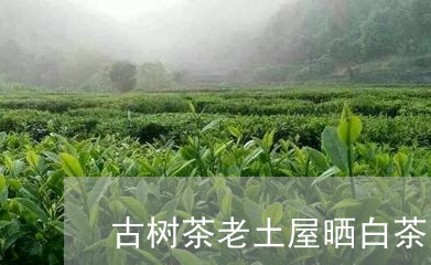 古树茶老土屋晒白茶/2023071571694