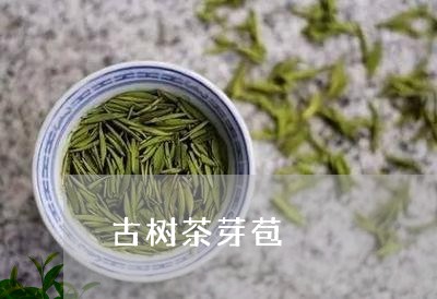 古树茶芽苞/2023041811256