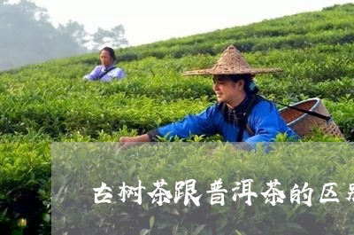 古树茶跟普洱茶的区别/2023062462836