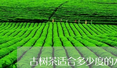 古树茶适合多少度的水/2023071662704