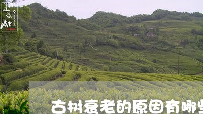 古树衰老的原因有哪些/2023071599583