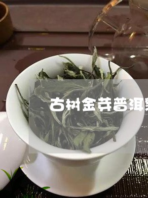 古树金芽普洱熟茶味道/2023061305027