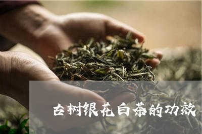 古树银花白茶的功效/2023081349516