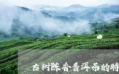 古树陈香普洱茶的特点/2023062143814