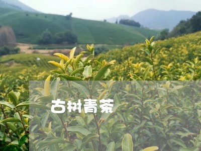 古树青茶/2023090183946