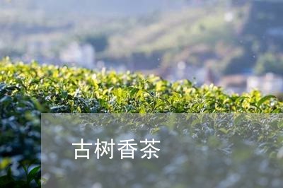 古树香茶/2023090174748