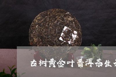 古树黄金叶普洱茶生茶/2023120643725