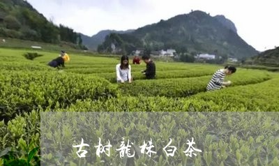 古树龙株白茶/2023082622814