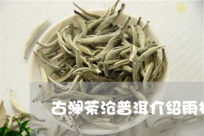 古澜茶沧普洱介绍雨林古树茶好吗/2023060317151