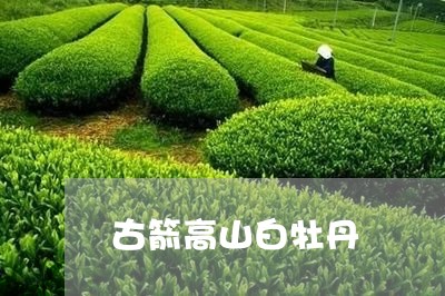 古箭高山白牡丹/2023112330594