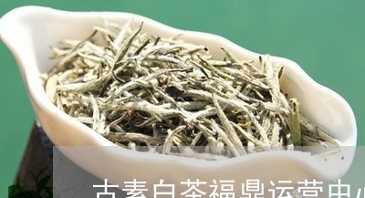 古素白茶福鼎运营中心/2023092089682