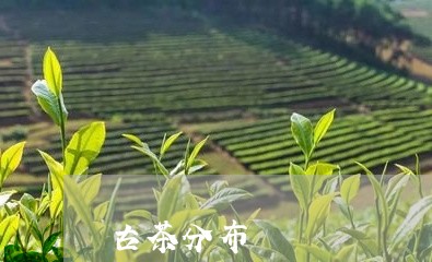 古茶分布/2023121901615