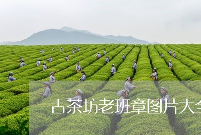 古茶坊老班章图片大全/2023092450613