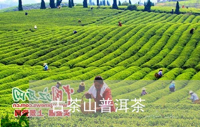 古茶山普洱茶/2023042845115