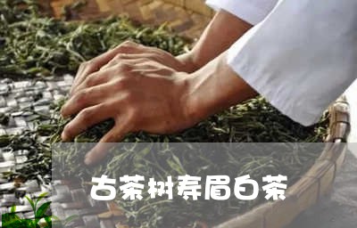 古茶树寿眉白茶/2023112405160