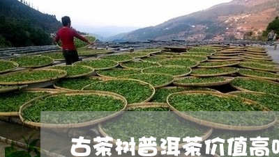 古茶树普洱茶价值高吗百度百科/2023082935169