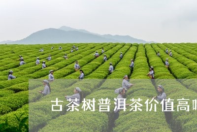 古茶树普洱茶价值高吗百度百科/2023121596060