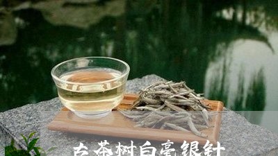 古茶树白毫银针/2023112419604