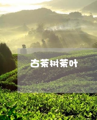 古茶树茶叶/2023041798527