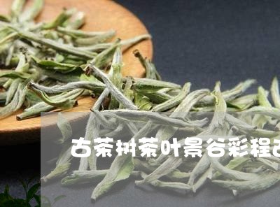 古茶树茶叶景谷彩程古茶厂的茶如何/2023060466369