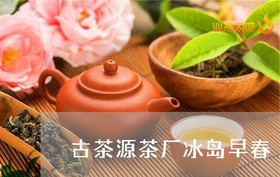 古茶源茶厂冰岛早春/2023042618260