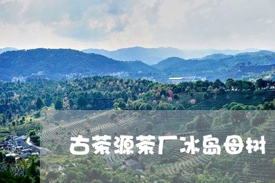 古茶源茶厂冰岛母树/2023042628825