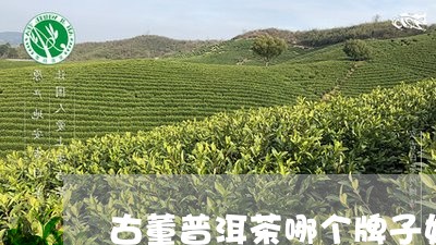 古董普洱茶哪个牌子好/2023121503930