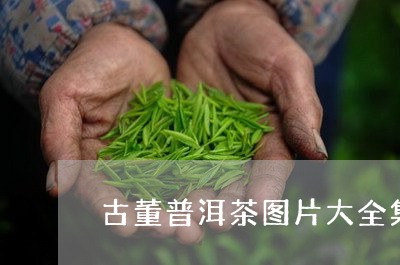 古董普洱茶图片大全集欣赏/2023112402736