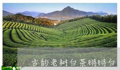 古韵老树白茶锵锵白/2023121771684