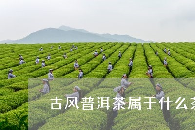 古风普洱茶属于什么茶/2023062827259