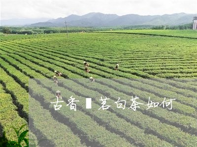 古香熙茗白茶如何/2023061510581