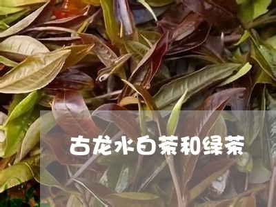 古龙水白茶和绿茶/2023061501414