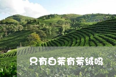 只有白茶有茶绒吗/2023061525048